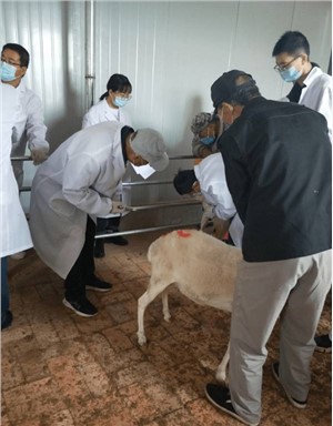 阜阳经贸旅游学校畜牧生产技术专业介绍
