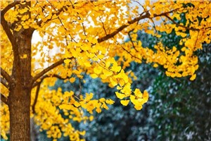 校园风光